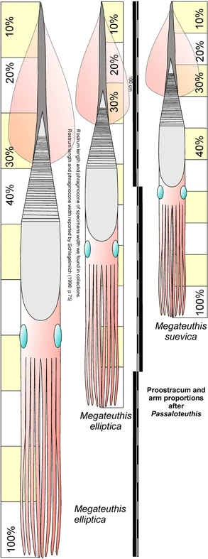 Reconstructions of Megateuthis elliptica combining two alternative assumptions for maximum rostrum length  and maximum phragmocone diameter and of M. suevica using proportions of the soft tissue-specimens of Passaloteuthis.