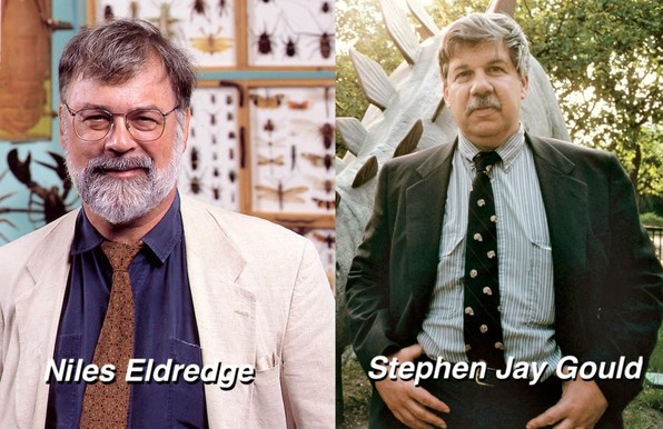 Photographs of Dr. Niles Eldredge (on the left) and Dr. Stephen Jay Gould (on the right), who formulated the theory of punctuated equilibria in 1972.