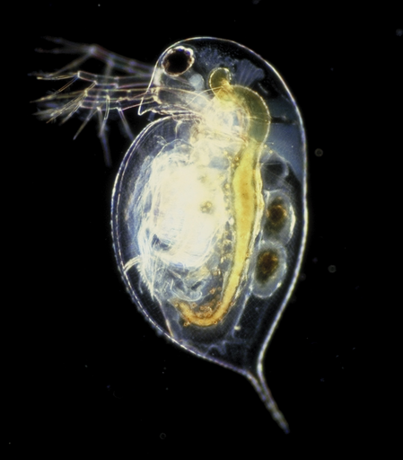 image/png a microscope dark field image of an ovoid crustacean zooplankton with coloured gut, prominent eye, pointed spine tail, and carrying eggs in its carapace.
Daphnia pulex CC BY 2.5.