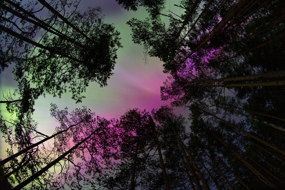 Kirkkaan purppuranpunainen revontulikorona rämemäntyjen latvojen yllä