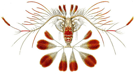 A watercolour painting of a crustacean zooplankton in yellow and red with brilliantly feathery plumed antenna and tail spines spread out.
Kunstformen der Natur (1904), Ernst Haeckel, plate 56: Copepoda
Public Domain
https://commons.m.wikimedia.org/wiki/File:Haeckel_Copepoda.jpg