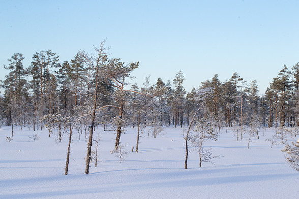 Talvinen lumen peittämä keidasräme, jolla kasvaa pieniä rämemäntyjä. Taivas on pilvetön ja vaaleansininen.