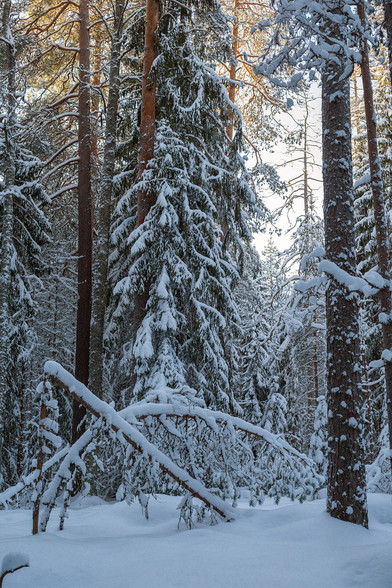 Lumista harjumetsää, jossa on korkeita mäntyjä. Auringonvalo osuu taustalla puiden latvoihin.