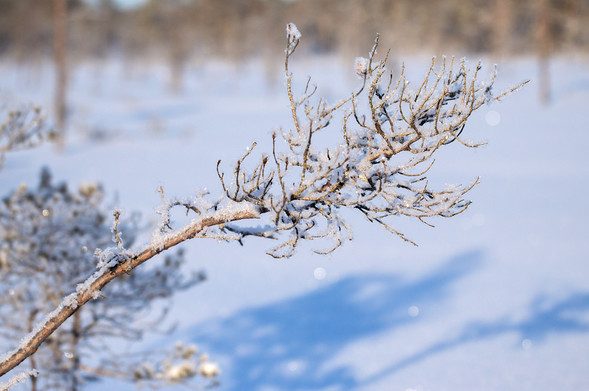 Pienen rämemännyn oksa, jossa on isoja jääkiteitä
