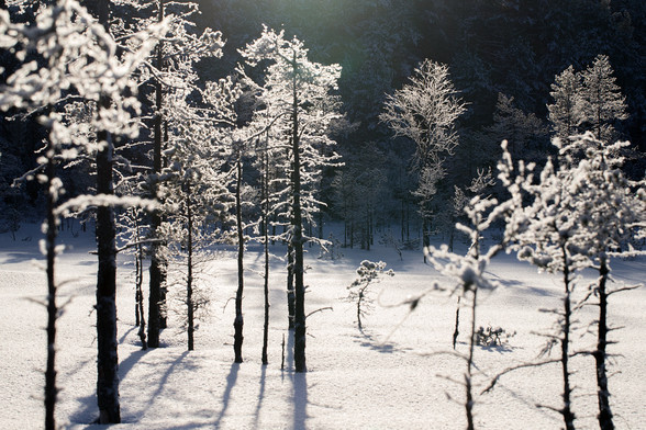 Luminen suon reuna jyrkässä vastavalossa. Lumi kuorruttaa pieniä mäntyjä ja koivuja.