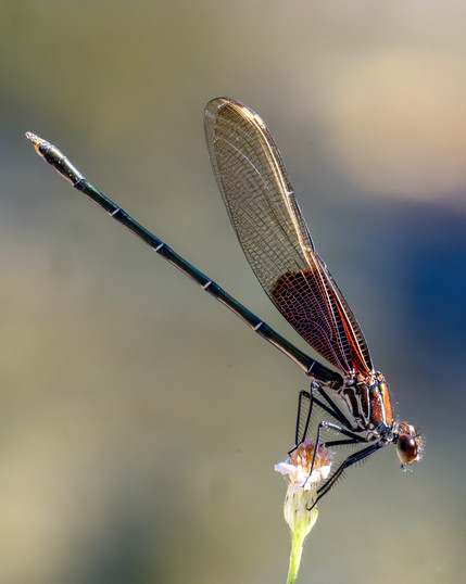 Photo of a male American rubyspot damselfly