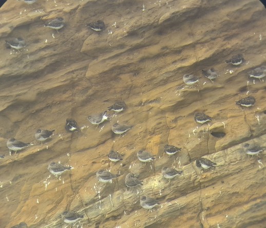 A vertical yellowish rock face, I believe tilted marine sandstone of the Astoria Formation, formed in the Miocene, now chock full of storm-carved grooves and hollows. These little ledges are handy roosting platforms for a mixed flock of gray/black/white shorebirds that have cozily tucked themselves in to this precarious situation. Look closely and see there are actually two species of "rockpipers" on display here: Black Turnstones and Surfbirds! 