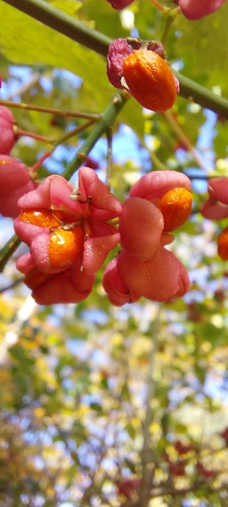 Spindle flowers in the garden hedgerow.