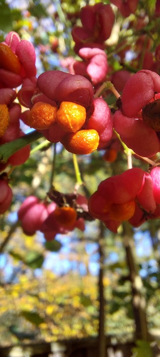 Spindle flowers in the garden hedgerow.