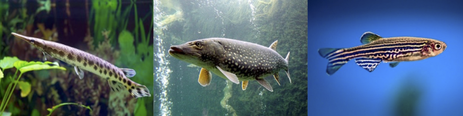 photos of a gar, a pike and a zebrafish