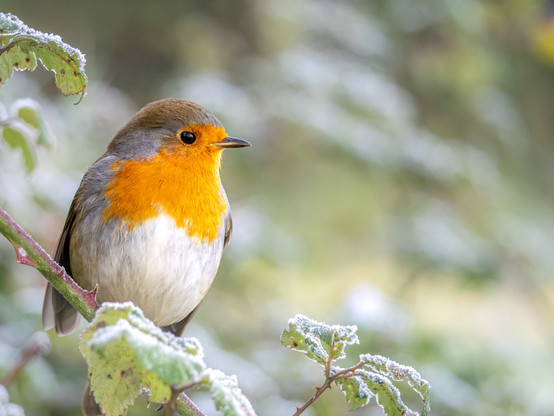 A European Robin, perched on a frosty bramble bush