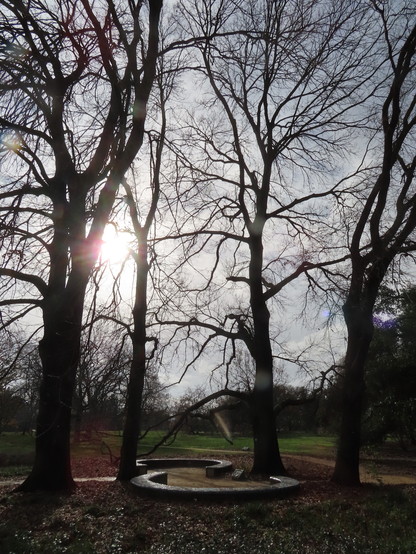 View south towards low-slung sun in the winter sky, as viewed through tall bare oak trees. At their base are two semi-circular benches with bas-relief tiles reflecting in the pale sun.
