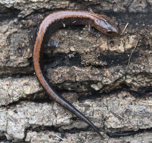 A brown and tan Red-backed Salamander is resting on a textured surface resembling bark or wood, displaying smooth skin and a slender body.