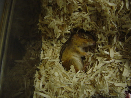 A torpid Eastern chipmunk (Tamias striatus). Taken by Danielle L. Levesque who is the 2nd author of this study.