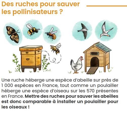 Titre : Des ruches pour sauver les pollinisateurs ? Un dessin représente une ruche entouré d’une abeille domestique, deux abeilles sauvages et un papillon. À côté de la ruche il y a un poulailler entouré d’une poule, une hirondelle et une sterne. Un paragraphe explique : « Une ruche héberge une espèce d’abeille sur près de 1 000 espèces en France, tout comme un poulailler héberge une espèce d’oiseau sur les 570 présentes en France. Mettre des ruches pour sauver les abeilles est donc comparable à installer un poulailler pour les oiseaux ! »