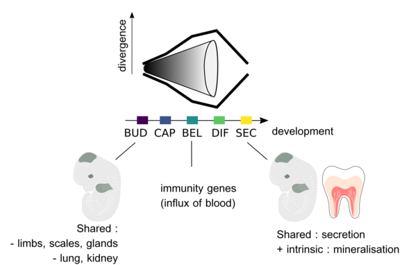 Top: hourglass pattern of increasing then decreasing divergence over molar development, with the stages BUD, CAP, BEL (maximum divergence), DIF and SEC. Bottom: illustration of gene processes influencing this pattern, from left to right: image of embryo with “shared: limbs, scales, glands; lung, kidney”; “immunity genes (influx of blood)”; image of embryo and of tooth with “shared: secretion; intrinsic: mineralisation”.