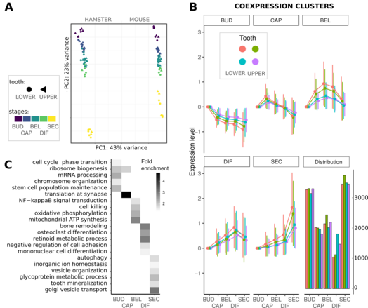 Global expression profiles and clusters of co-expressed genes with an expression peak at a specific stage of dental development.  
(A) PCA based on 11,342 1:1 orthologs across mouse and hamster. Samples are colored per morphological stage, shapes correspond to upper and lower molar samples. (B) Coexpression clusters deﬁned by soft clustering of expression values of each species and tooth type. Each cluster corresponds to a set of genes with an expression peak at a specific stage of dental development. The average proﬁles of each cluster are represented, with expression levels centered at the value of the first stage and error bars showing standard deviations. Clusters are ordered according to their temporal proﬁles. Distribution of cluster sizes is given. Genes not associated with a cluster are not represented. (C) Summary of the GO enrichment analysis for the mouse lower molar coexpression clusters; enriched GO terms were categorized as shown in Fig S2, a maximum of 5 representative terms are shown with their fold enrichments.
