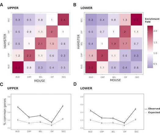 Overlap of expression gene clusters between species. Each cluster corresponds to a set of genes with an expression peak at a specific stage of development in a given tooth and species. Number of genes shared between hamster and mouse coexpression clusters, expressed as a fold enrichment relative to equally sized random clusters, for the upper (A) and the lower (B) molars. Clusters are ordered according to their temporal profiles. Proportion of genes shared between hamster and mouse coexpression clusters peaking at the same stage in both species, in the upper (C)  and lower (D) molars. Intervals show the 95 percentiles obtained by 1000 bootstrap resamplings. Expected values obtained by randomly shuffling genes between clusters (dashed lines).