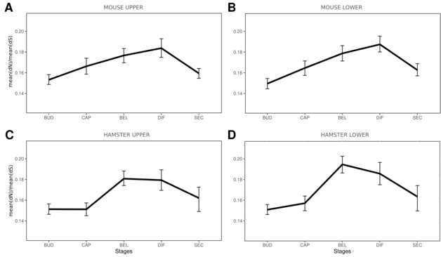 Selective pressure acting on gene coding sequences for each coexpressed gene cluster. Average pairwise dN/dS between mouse and hamster were computed as mean(dN)/mean(dS). Observed values are represented by a black line, intervals show the 95 percentiles obtained by 1000 bootstrap resamplings.  
<fig 4> Positive selection for genes with expression peaks at different stages of development, in four branches of the rodent tree. Each plot shows the fourth root of the likelihood ratio (ΔlnL) of the models with and without positive selection, taken from Selectome database. Average for coexpressed gene clusters associated with each stage of development are represented. Confidence intervals obtained from 1000 bootstraps. Branches used to compute positive selection are indicated on the rodent tree in (A), and correspond respectively to (B): Muridae, (C): Murinae, (D): Mus, (E): Cricetinae. Gene clusters correspond to mouse upper molar (B-D) or to hamster upper molar (E).  Species tree in panel A pruned from Ensembl Compara.