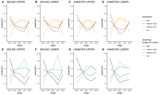 Genes expressed at different stages of development harbor different levels of expression and of cell expression specificity in molar. A-D : Genes were split in quantiles according to their average expression level. The proportion of genes associated with each quantile is drawn for each developmental stage and for each molar. Quantile boundaries are computed separately for each molar, respectively quantile 1 to 4 in TPM for mus mx: 1.7, 20.9, 74.9,; for mus md: 1.6, 20.9, 74.8 for ham mx: 1.6, 17.2, 64.2; for ham md:1.5, 17.1 ,63.9. E-H: Genes were split in quantiles according to their pleiotropy. The proportion of genes associated with each quantile is drawn for each developmental stage and for each molar.  Quantile boundaries were computed on tau values measured on mouse molar single cell transcriptome, with three threshold values ranging from low to high pleiotropy (25% 0.37, 50% 0.61, 75% 0.85).