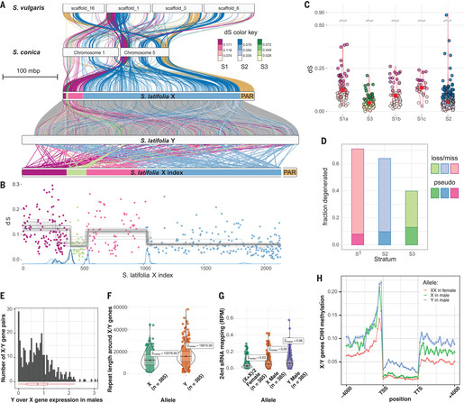 The evolution of the S. latifolia sex chromosomes.
Figure showing syntenic relationships between S. latifolia gametologs and autosomal genes in S. conica and S. vulgaris, change-point analysis of dS along the X chromosome using 401 one-to-one gametologs with dS values < 0.3, and diverse measures of genomic degeneration 
