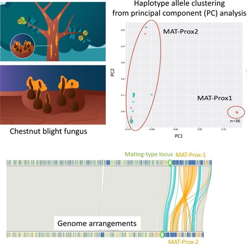 Figure showing a cartoon of the chestnut blight fungus, the population structure of two segregating haplotypes in balanced proportion and synteny between the haplotypes 