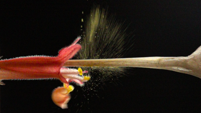 red flower explosively expelling pollen