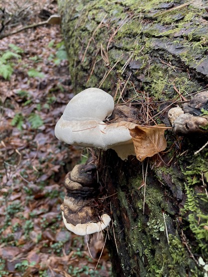 A fist sized white polypore mushroom has started to form on a fallen, moss covered log. The mushroom resembles a ping pong ball set atop a few lined up marshmallows. A more mature specimen of the same species is a few inches below, everything but its outer margin, now an earthy brown, bark like color.