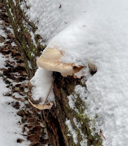 The same mushrooms from the first photo except the photo was taken this past week. The white colors in both mushrooms have aged to a cream, which is really accentuated by the powdery snow sitting atop them.
