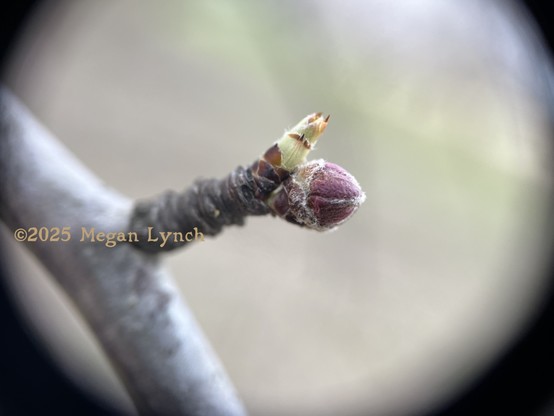 Photo taken through a 10x loupe. A short spur ending in both a floral bud and a leaf bud are on the end. The floral bud has gotten a bit fat but is still fully closed. The leaf bud has started to emerge from the brown bud scales, but the leaves are still pale and packed together into a point pointing straight up from where it's emerging.