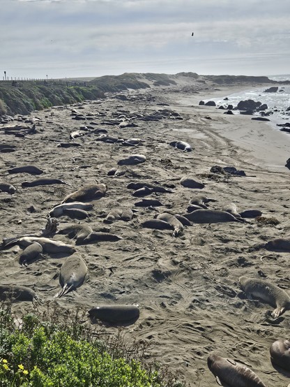 Beach littered with elephant seals of varying sizes on a sunny day