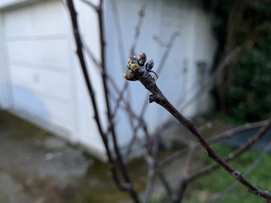Black branched leafless little tree, and on the very ends of the branches, clusters of buds just beginning to show green