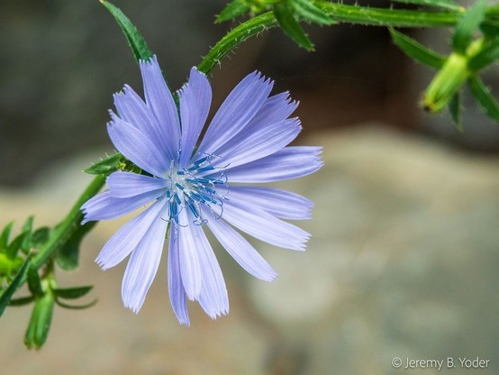 A flowering head of chicory, a pale blue ligulate aster