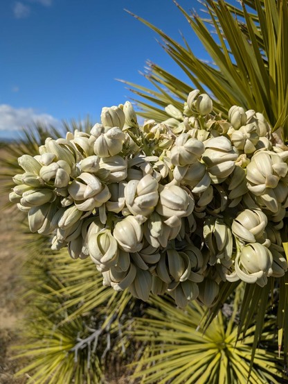 A western Joshua tree inflorescence, a triangular cluster of white-green flowers framed by long thin blade-like leaves