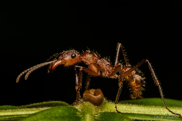Worker of Ectatomma tuberculatum. Image by Cesar Favacho