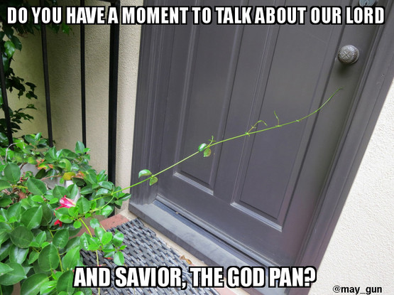 Doorstep . A Mandevilla sitting in a pot on the doorstep reaches a tendril out to the doorknob. Impact font meme text says "Do you have a moment to talk about our Lord and Savior, the God Pan?"