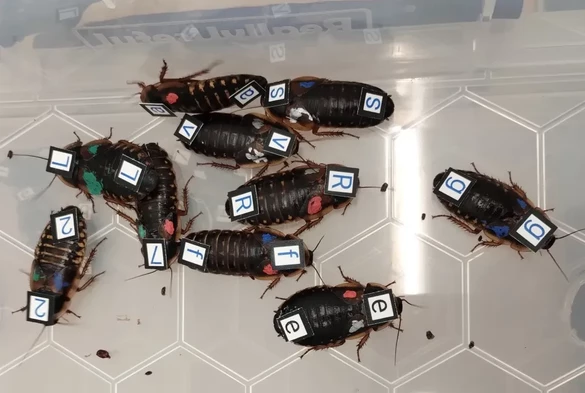 a group of cockroaches with paper tags attached to them
