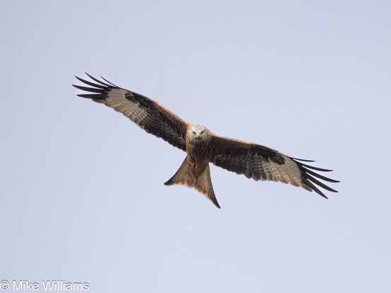 A Red Kite, a large bird of prey, in flight