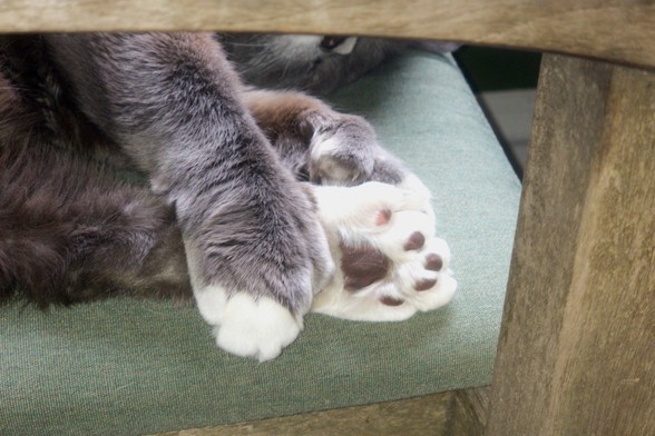 Photo of three paws of a gray tuxedo cat, two front and one rear, folded over each in sleep, showing that he has way too many toes.