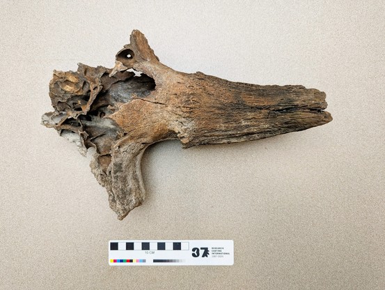 Bison horn core underside