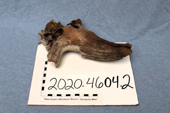 Bison horn core specimen photo