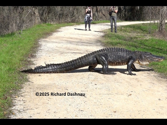 Image 1 of 4  View of a dirt trail bounded by short grass on both sides. The trail is across the bottom of the image, then narrows as it curves away from us at distance. 2 people are in the background, facing us with cameras. Between us a very large, dark grey alligator is crossing the trail from left-to-right. It is in mid-step during high-walk, so its body is lifted off the ground. Its heavy tail is dragging, and the tip of it overlaps the left trail-edge by a couple inches. The alligator's snout is above the right trail-edge and extends past that edge by most of the length of its jaw. 