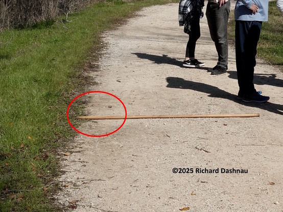 Image 4 of 4  Closer View of the left edge of a dirt trail bounded by short grass shown in image #1. The trail is across the bottom of the image, then narrows as it curves away from us at distance. This is the same image as #2 (along with the people), but with a larger view of the stick's position. A red oval behind under the rear hip marks a short line at the left edge, near the end of the stick, and a small pebble above the stick. This indicates the points I used to index the stick location when I estimated the length of the alligator. I've been a volunteer at this park for over 20 years, doing Nature Interpretation and other things. It is always wonderful to see the Alligators...and all the other things that live in the park.