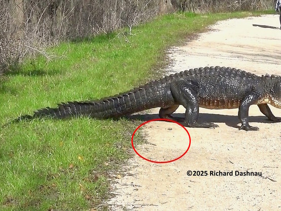 Image 3 of 4  Closer View of the left edge of a dirt trail bounded by short grass shown in image #1. The trail is across the bottom of the image, then narrows as it curves away from us at distance. This is the same image as #1, but with a larger view of the alligator's hindquarters. A red oval behind under the rear hip mark a short line at the left edge, and a small pebble next to the feet. This indicates the points I used to index the stick location in the following image.
