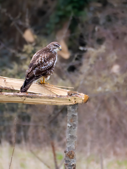 A Buzzard, a large brown bird of prey. The bird is perched on a wooden tree guard.