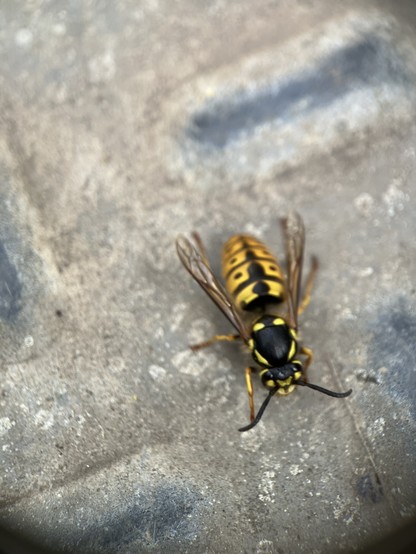 Close up of a yellowjacket wasp. She’s got a black splodge on her upper body then her abdomen is bright yellow with black columns running down the centre and block dots either side of the column on each segment 