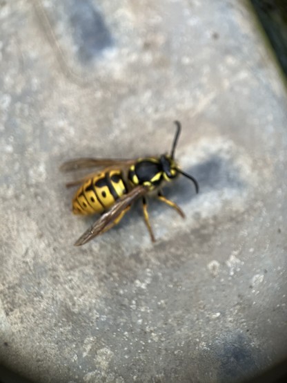 Close up of a yellowjacket wasp. She’s got a black splodge on her upper body then her abdomen is bright yellow with black columns running down the centre and block dots either side of the column on each segment 