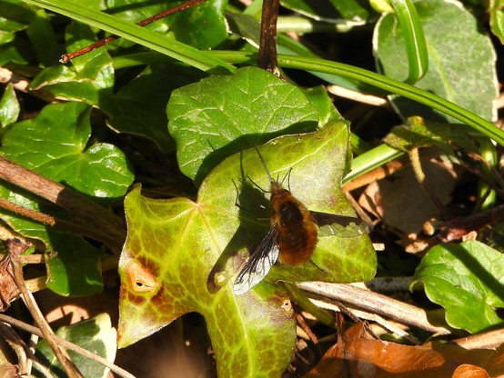Hurray - it is a Dark-edged Beefly day in our garden today. This one had a quiet bask for a while.