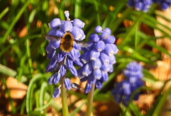 Hurray - it is a Dark-edged Beefly day in our garden today. This one nectared on Muscari.