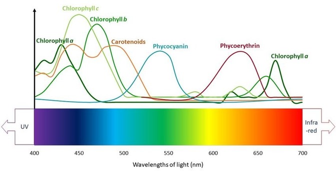 image/jpeg a graph of pigments in algae showing absorbance of light by wavelength grom 440 (violet) to 700 nm (red). Pigments shown are chlorophyll a, chlorophyll b, chlorophyll Concentration, carotenoids, phycocyanin, phycoerythrin. Each absorb light at different wavelengths at their peaks.